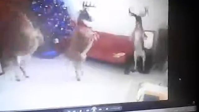 Три новогодних лося смотреть онлайн