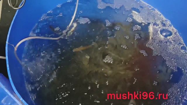 ЖИВЕЦ. Как его хранить???