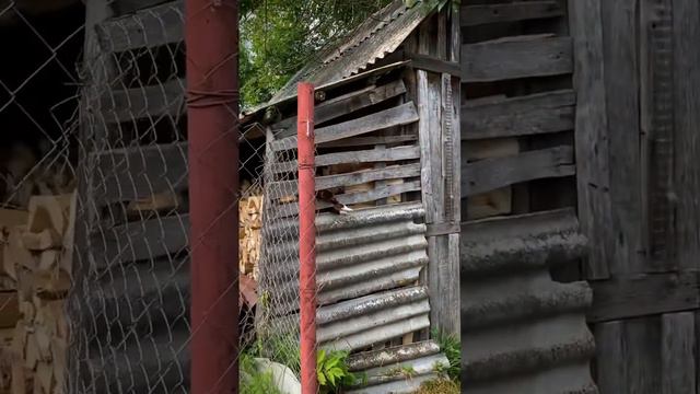 Они спят сколько угодно, где угодно и как угодно 😴 #иваново #кот #сон #спит #деревня смотреть онлайн