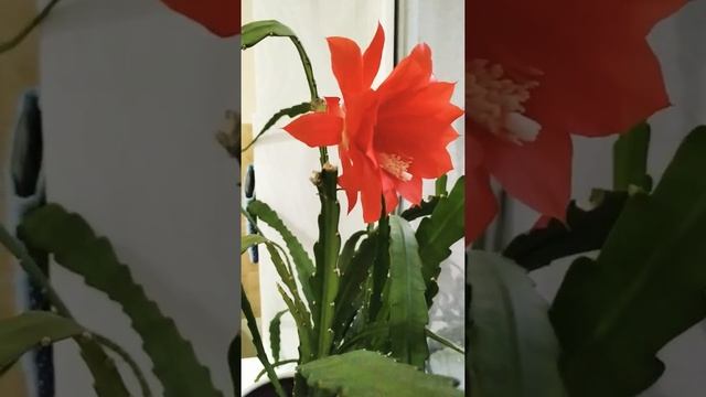 Эпифиллум. Красный декабрист смотреть онлайн