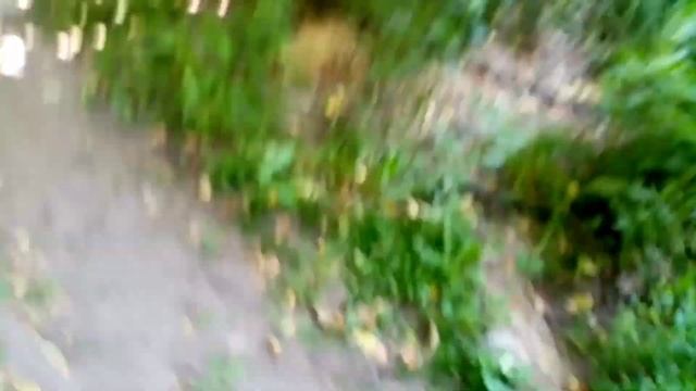 А в Подмосковье водятся лещи, водятся грибы, ягоды цветы. смотреть онлайн