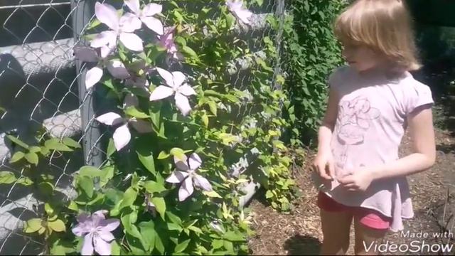 19 июня 2018 Наши гортензии и клематисы сегодня. смотреть онлайн