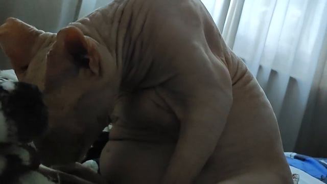 Сфинкс умывается. Петерболд в обычной купчинской жизни. Кот скребëт языком по своему пузику. смотреть онлайн