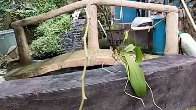 Phalaenopsis amabilis 'Tabalong' смотреть онлайн