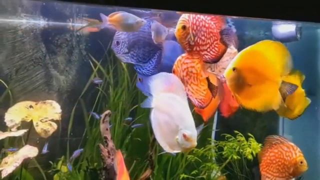 Discus Aquarium, Discus Fish