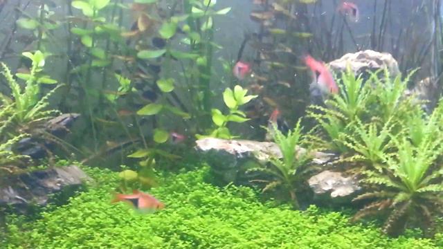 33 gal planted tank смотреть онлайн