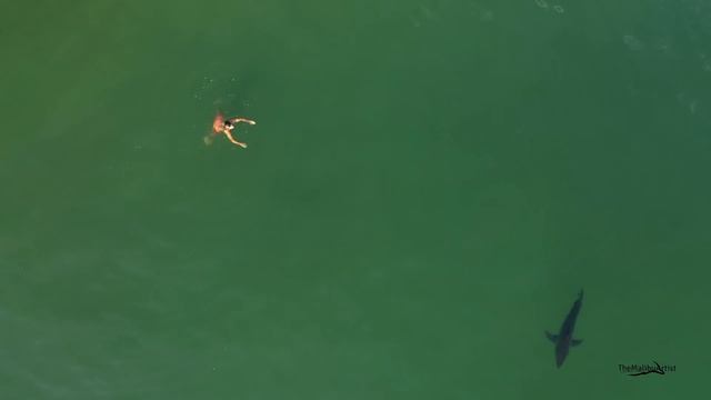 Swimmer Encounters Great White Shark смотреть онлайн