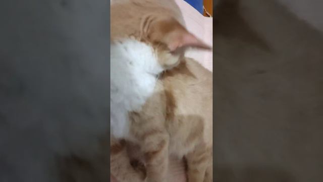 муфаса, мне надо ДЕЛАТЬ УРОКИ Б.. смотреть онлайн