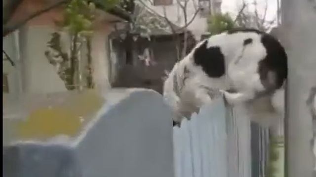 Вот это да!!! -- Пес нашел способ перелезть через высокий забор! Умный пес смотреть онлайн
