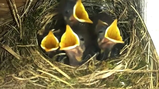 Пение птенцов горихвостки (Phoenicurus phoenicurus) смотреть онлайн