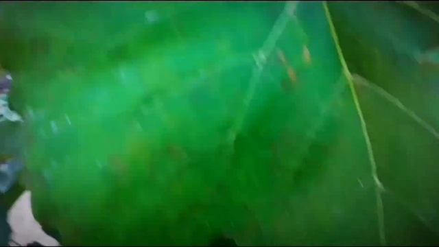 Виноградный клещ? (войлочный) – борьба с вредителем. смотреть онлайн