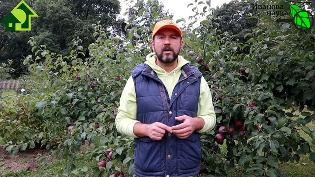 ЭФФЕКТИВНОЕ ОБЕЗЗАРАЖИВАНИЕ ПОЧВЫ ПОД ДЕРЕВЬЯМИ и КУСТАМИ. Спасительный эликсир, доступный всем! смотреть онлайн