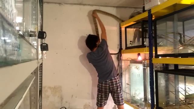 Ophiophagus, 3m смотреть онлайн