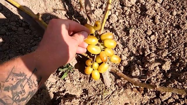 Иллария. Созревание винограда на 12 .09.