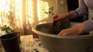 Пересадка РОЗЫ КОРДАНА после покупки|Что в горшке?