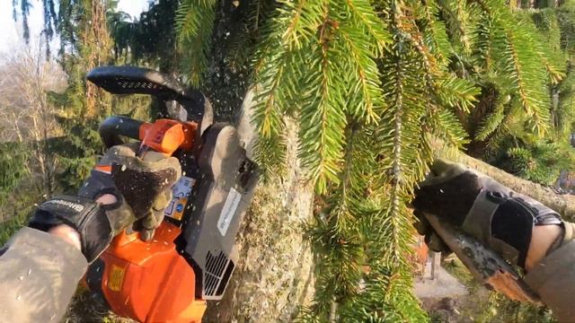 Арбористика‼️Как спилить 25 метровое дерево? на участке, что бы ни чего не пострадало? смотреть онлайн