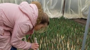 выгонка тюльпанов к 8 марта  06.02.2021