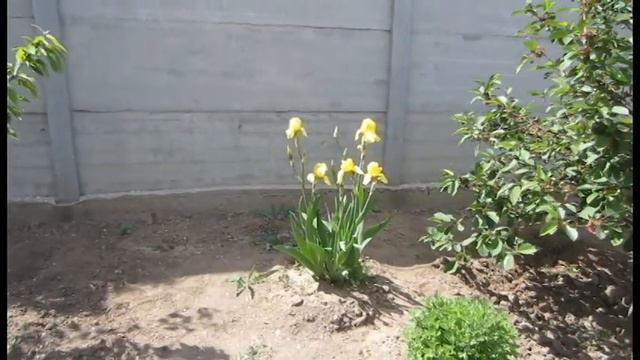 Наш палисадник. 2020 смотреть онлайн