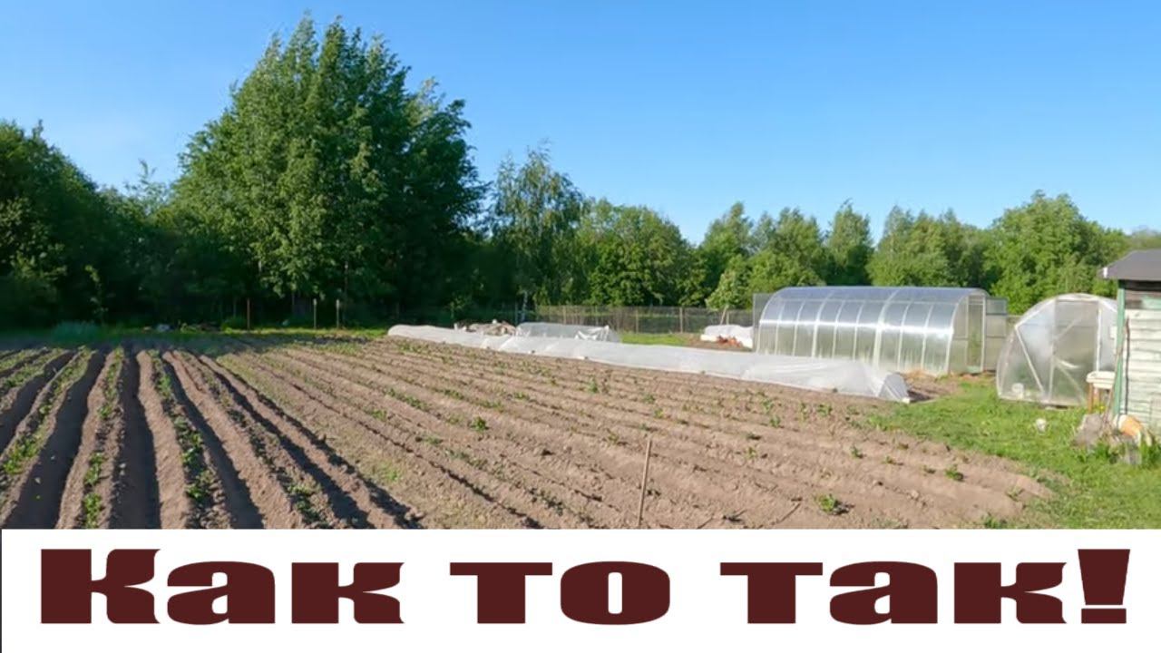 "Она важна" для индюков, стаду кур - новую территорию, плантацию "накрыли"! смотреть онлайн