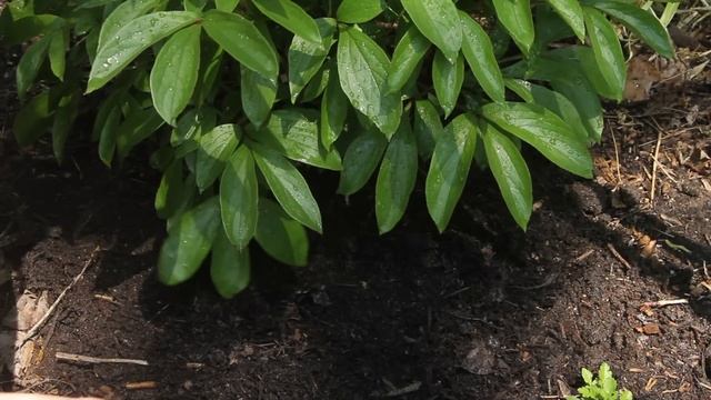 Easy Peony Care - Grow Peonies That Bloom For Decades смотреть онлайн