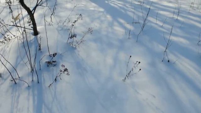 Глубокий снег в лесу смотреть онлайн