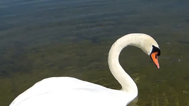 Кормление дикого лебедя на озере Саадъярв (Эстония) смотреть онлайн