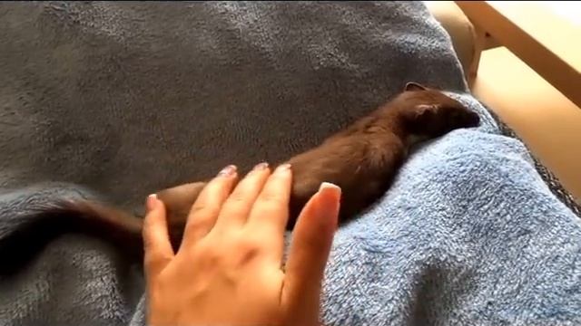 Ласки Горностая - Cute Ermine - Auch Hermelin kuschelt gerne смотреть онлайн