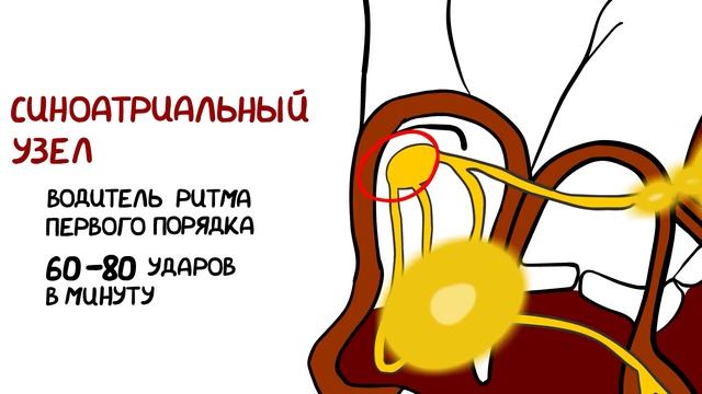 КАК РАБОТАЕТ СЕРДЦЕ ЧЕЛОВЕКА (Анимация) смотреть онлайн