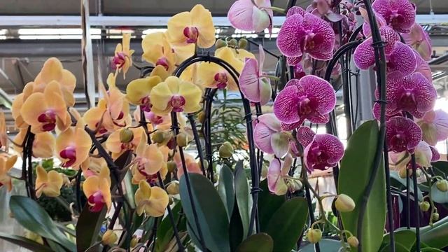 Орхидеи в Оби! Клеопатра, Скроппино, Кимоно, Биг липы ... Есть уценка) смотреть онлайн