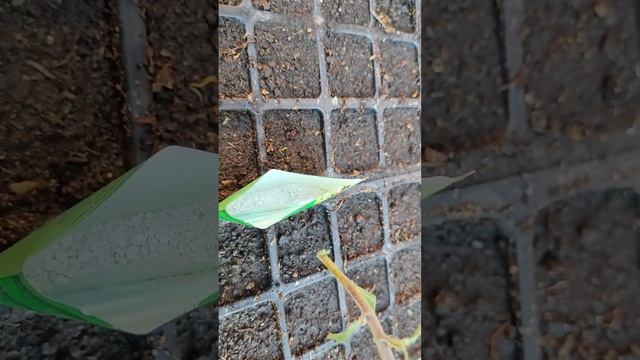 Как размножить мультифлору и антирринум черенками .Сохраняем и размножаем.#черенкованиецветов