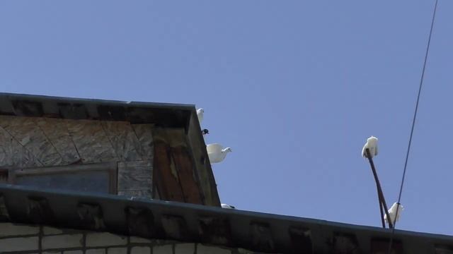 Зелень для голубей ?️ сплошные плюсы. витамины и т.д. смотреть онлайн