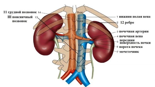Анатомия почек человека. Часть I смотреть онлайн