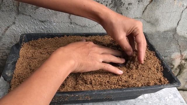 Tips to propagate Euphorbia pulcherrima from leaves are extremely effective смотреть онлайн