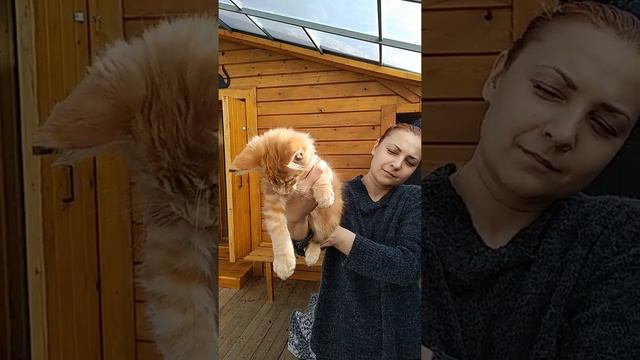 Продажа. Кошечка Мейн Кун. - http://www.beliy-lekar.ru/cats-mc-for-sale смотреть онлайн