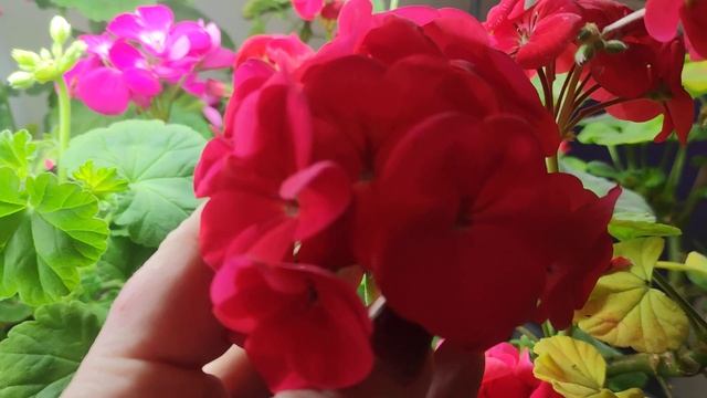 Плантафол и удобрения Валагро можно купить и беларусам. смотреть онлайн