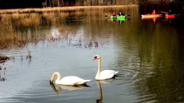 Swans at flooded Minto Brown Island Park смотреть онлайн