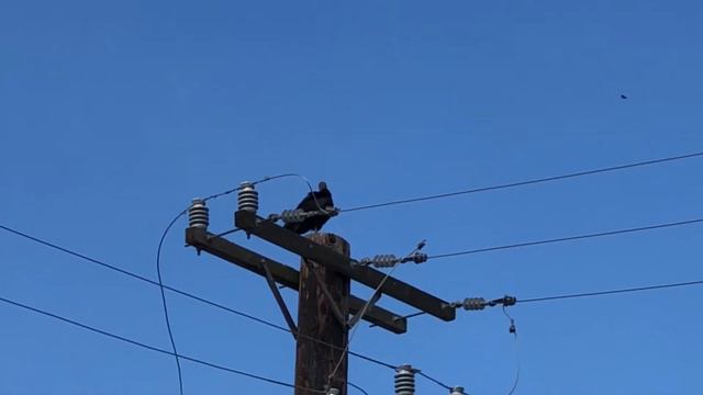 Bird 🦅 Bird SkyWatcher