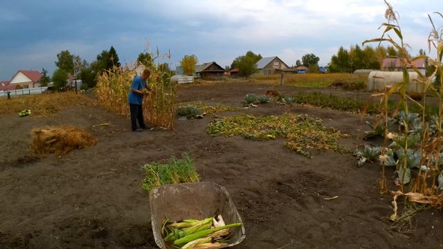 Собрал выросшую за лето кукурузу в огороде. смотреть онлайн