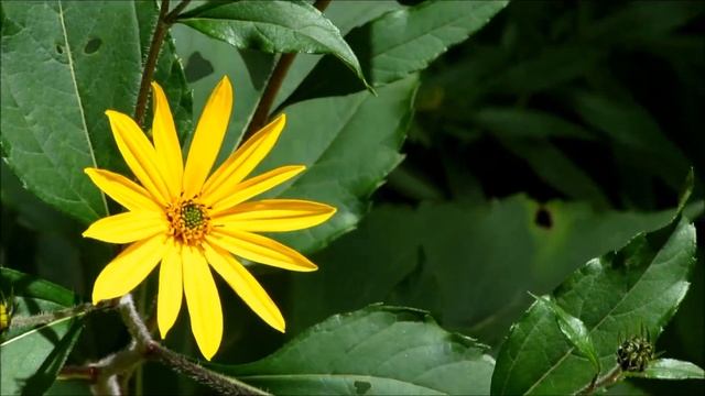 Бабье лето. Цветник у дороги смотреть онлайн