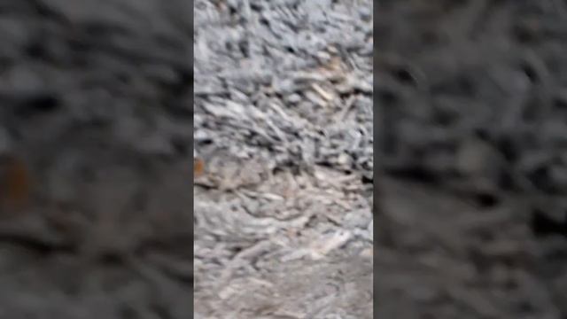 Основные стены в доме из монолитного арбалита закончил! часть -6. смотреть онлайн