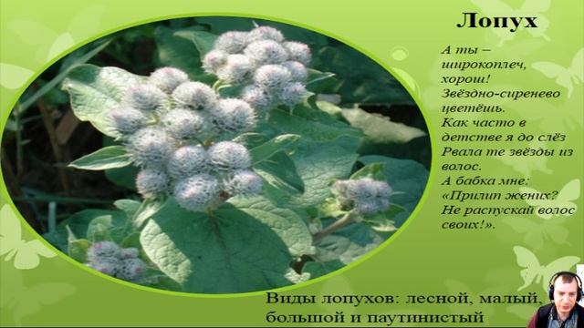 Юный цветовод Лекарственные растения Краснодарского края. смотреть онлайн