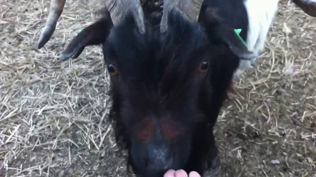 Камерунские козлы ждут угощения смотреть онлайн