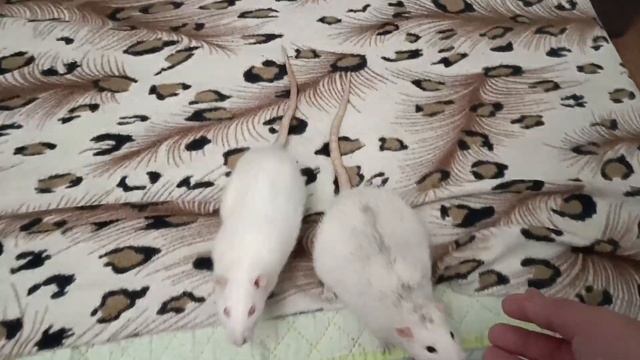 КРЫСКИ: Мои четыре крыски. Покупки для крысок. смотреть онлайн