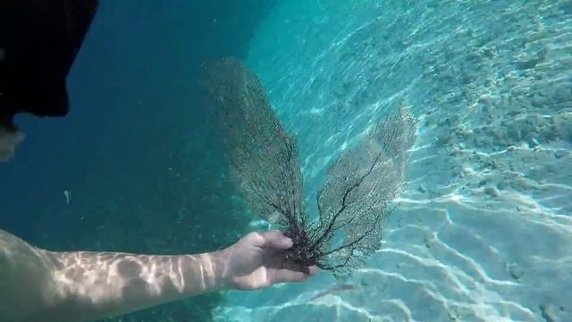 Cayos de Belize 2016_ Cayo Hunting смотреть онлайн