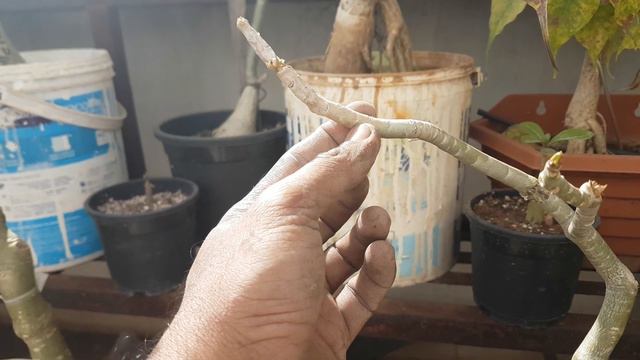 quick ADENIUM tip: how to cure branch rot ? easy but plant saving tip. смотреть онлайн