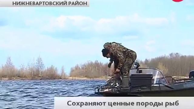В Нижневартовском районе восстанавливают популяцию стерляди смотреть онлайн