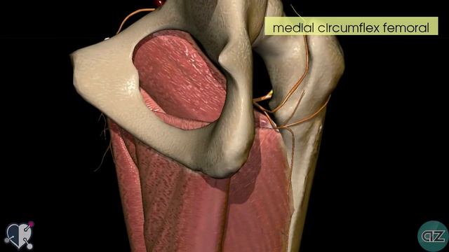 Thigh Arteries - 3D Anatomy Tutorial смотреть онлайн