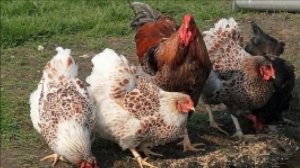 Разведение кур породы Виандот как бизнес идея | Куры Виандот