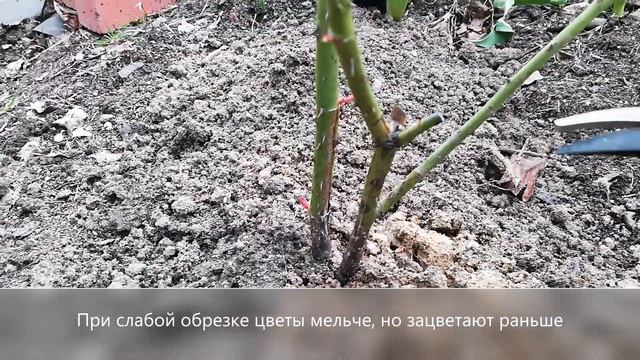 Как обрезать розы Для начинающих смотреть онлайн