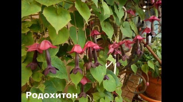 Вьющиеся цветы для Забора, Беседки/БЫСТРОРАСТУЩИЕ Многолетние и Однолетние смотреть онлайн